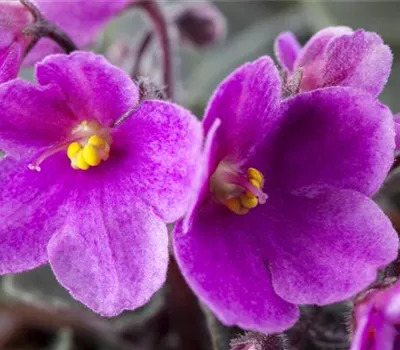 Echtes Usambaraveilchen