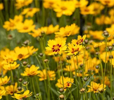 Großblumiges Mädchenauge 'Sunfire'