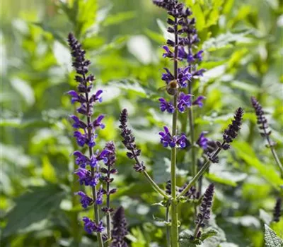 Garten-Blüten-Salbei 'Mainacht'