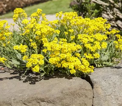 Felsen-Steinkraut 'Compactum'