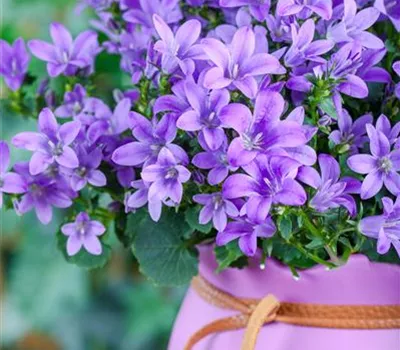 Garten-Hängepolster-Glockenblume 'Blauranke'