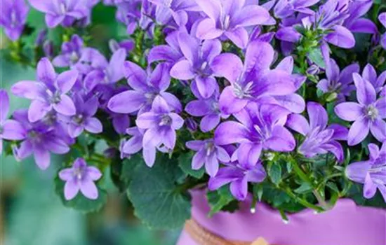 Garten-Hängepolster-Glockenblume 'Blauranke'